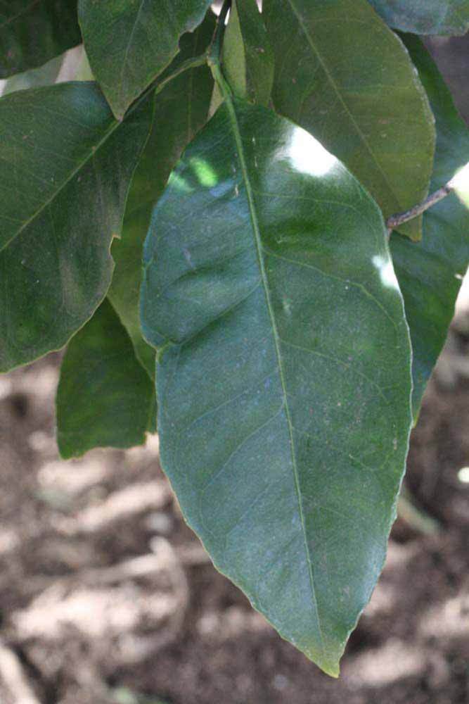              Unifoliolate leaf (Riverside, CA)       